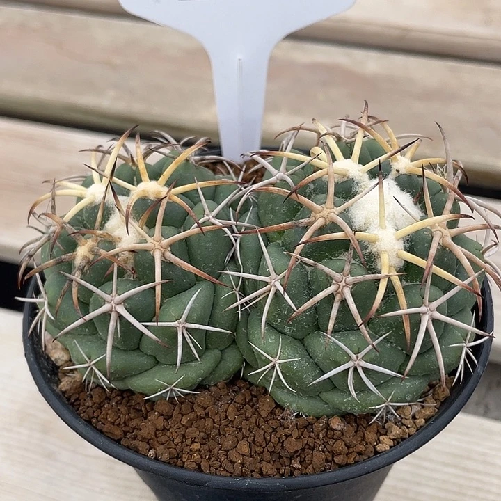 J***y7668 安宅象牙双头实生带盆发货