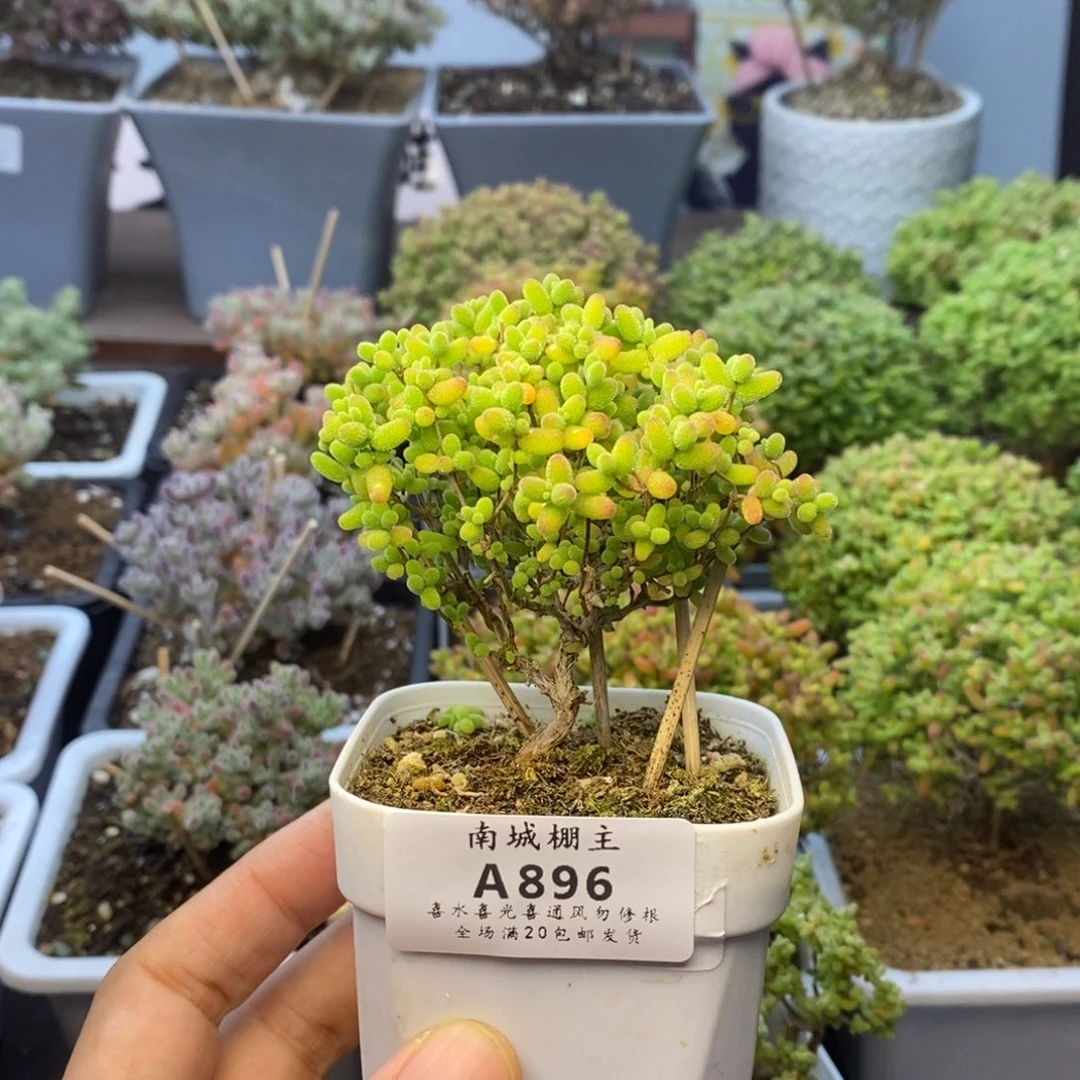 896蜜橘糖球枝干番杏