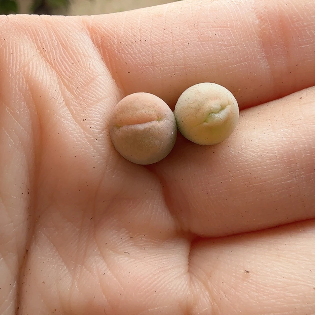 好****我2.7.70/丑鹅/多肉植物