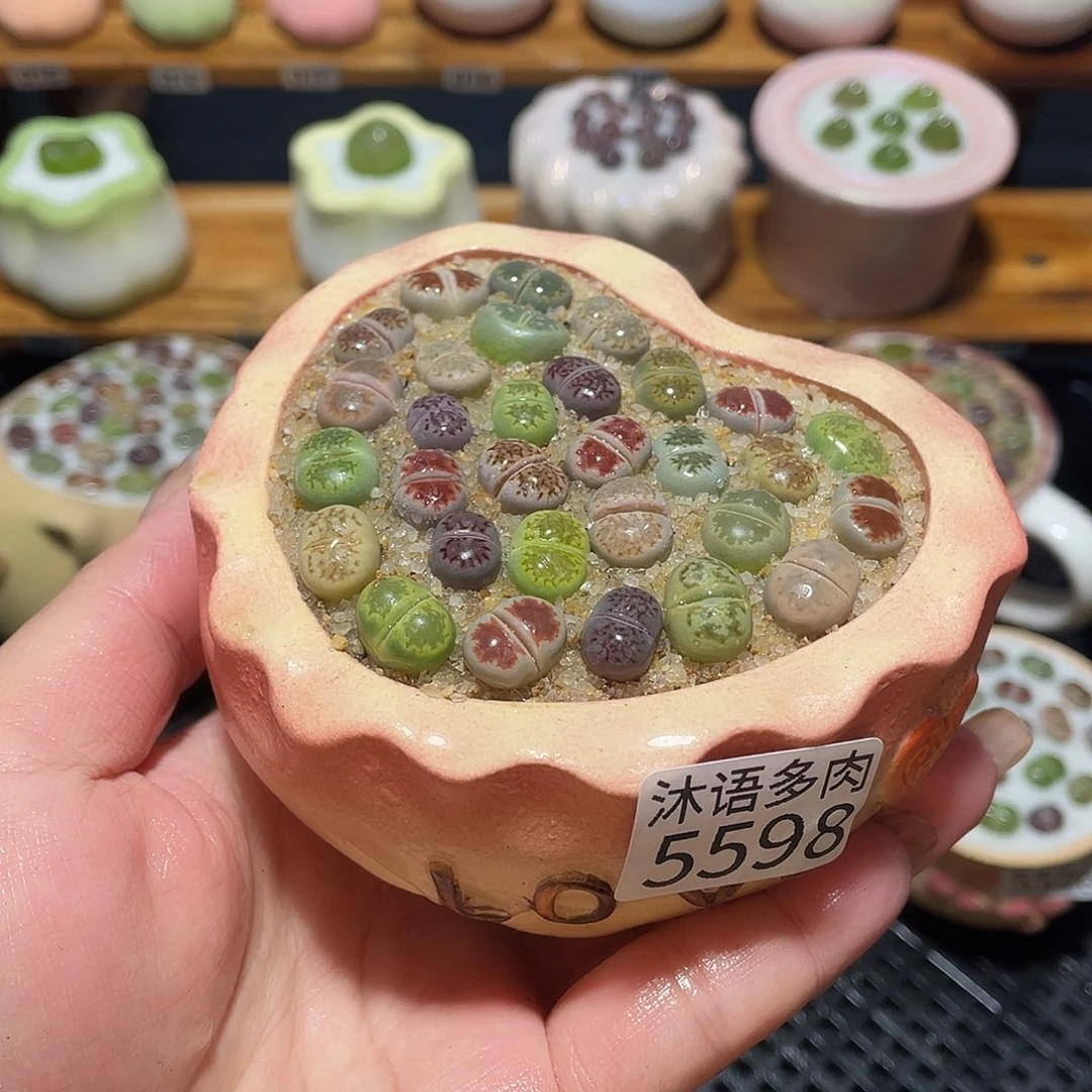 带盆土植物 一物一拍5598