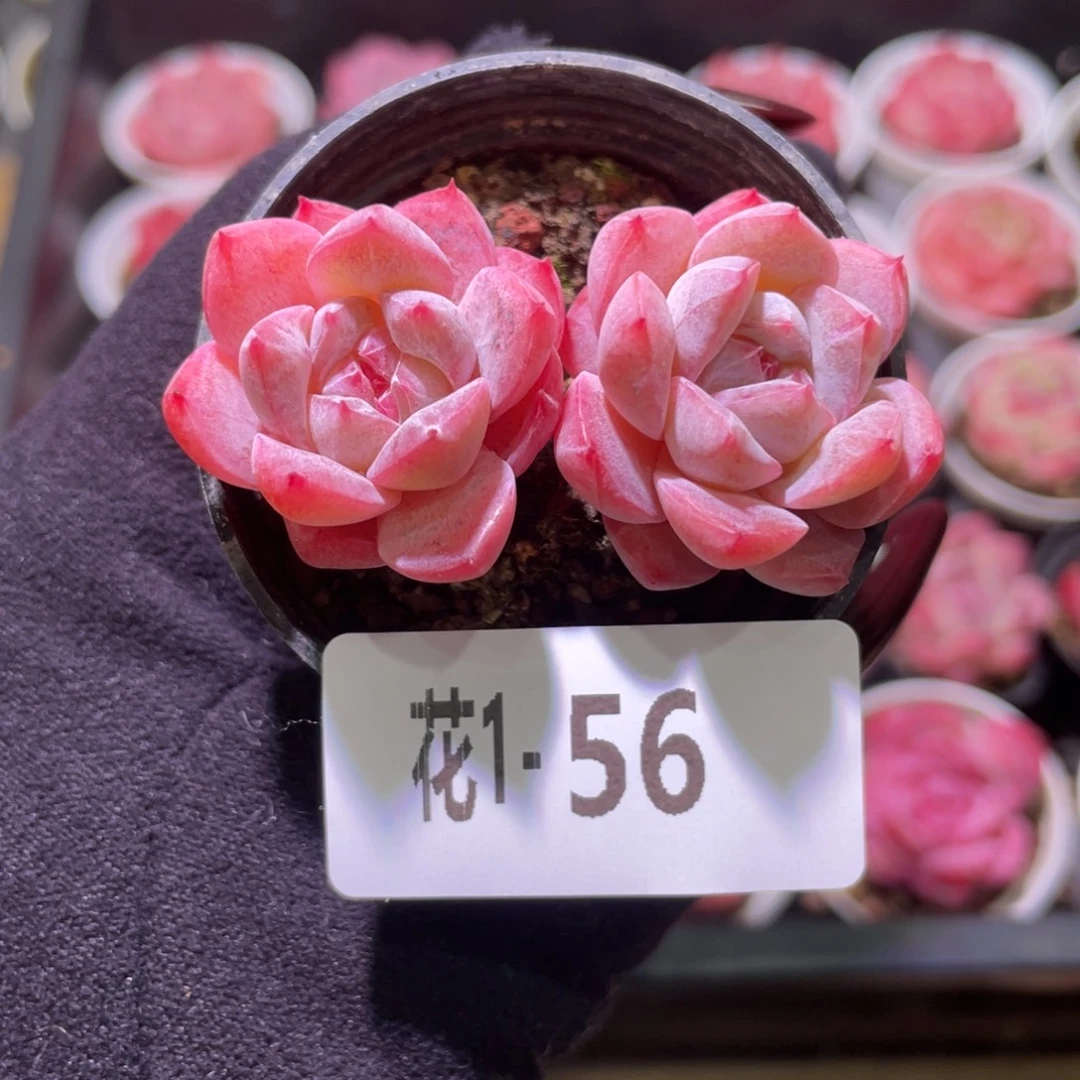 花利美1-56新品双头