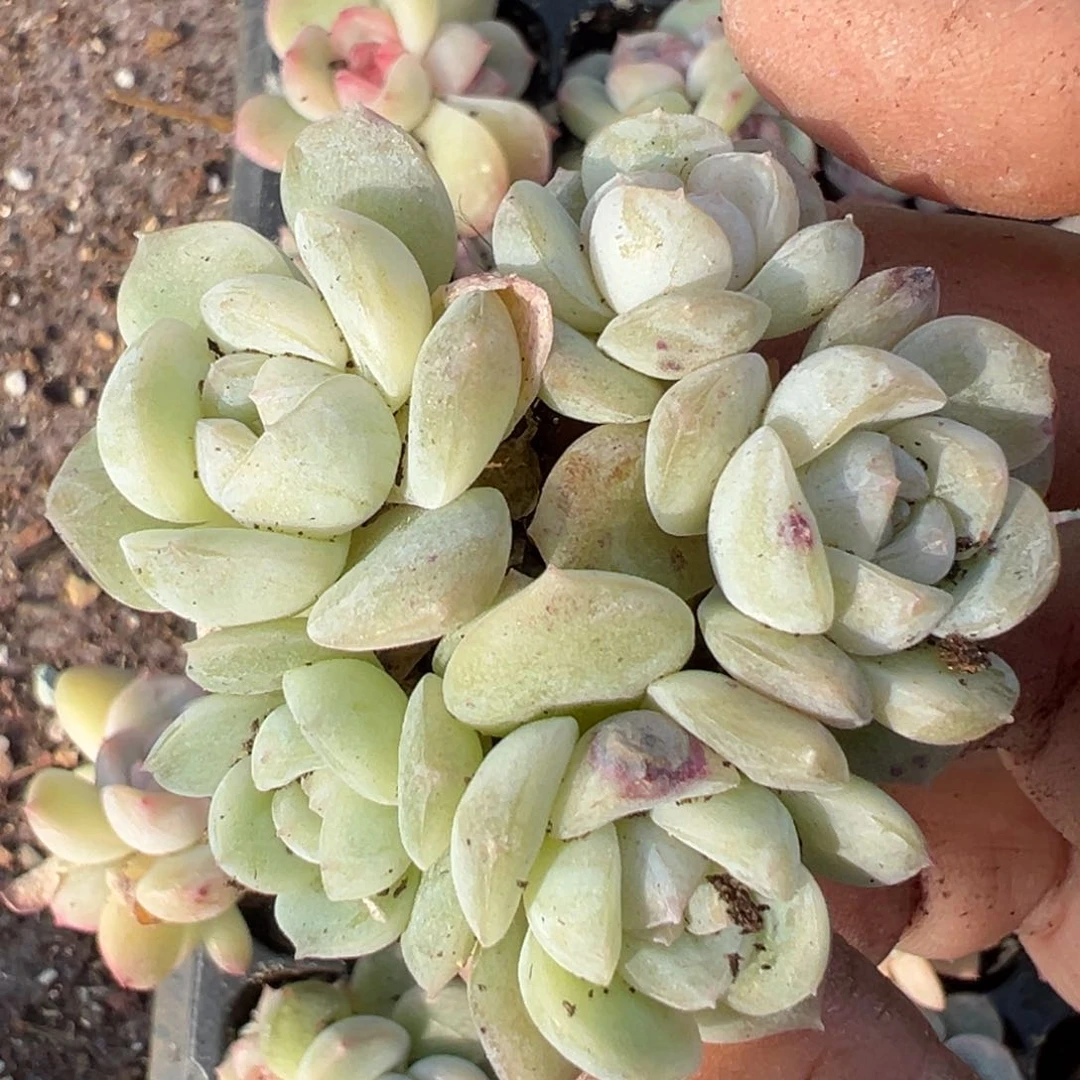 梨*小卡拉米糖心一物一拍16-59