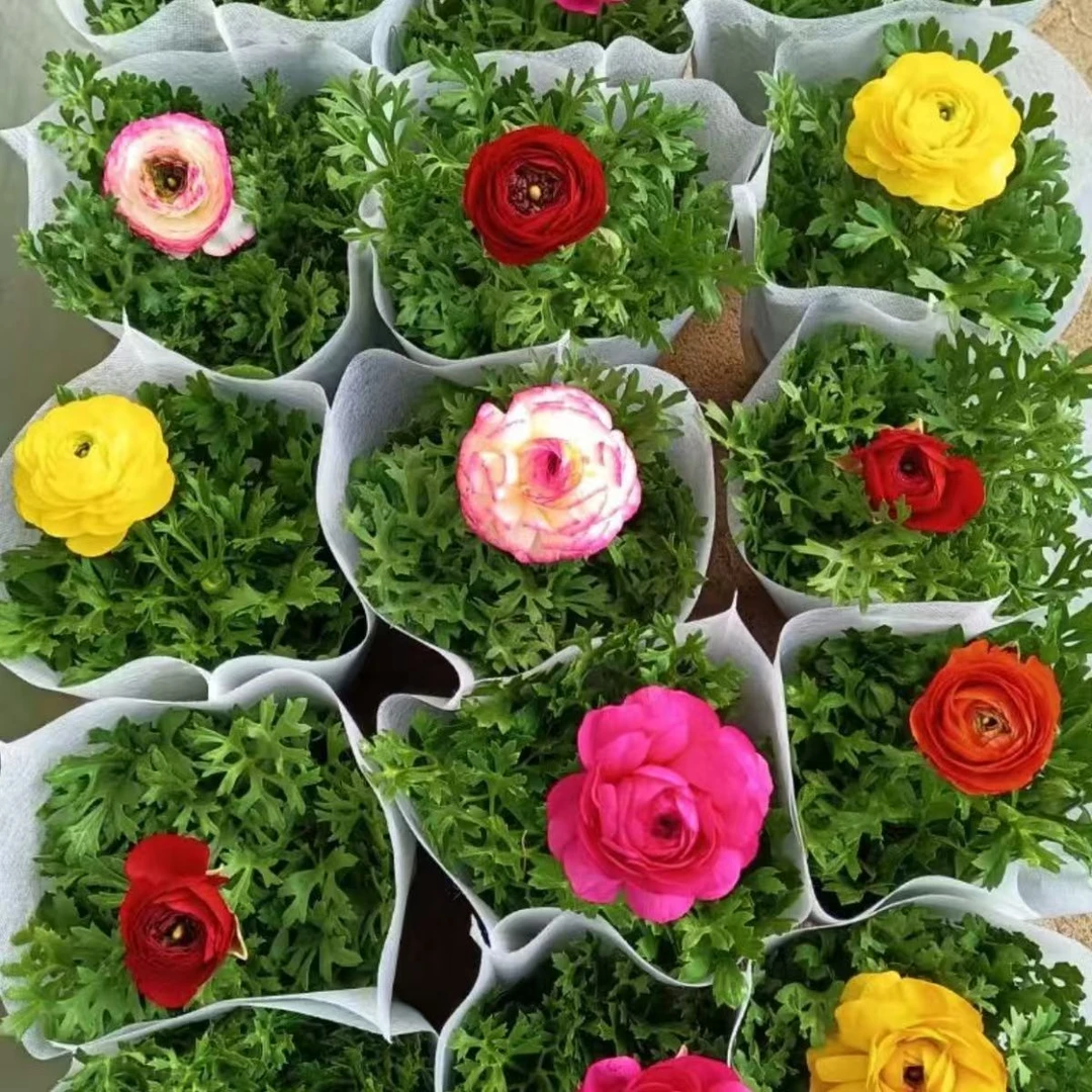 【豆妈来了】芹叶牡丹〖实物以直播间展示为准哦〗