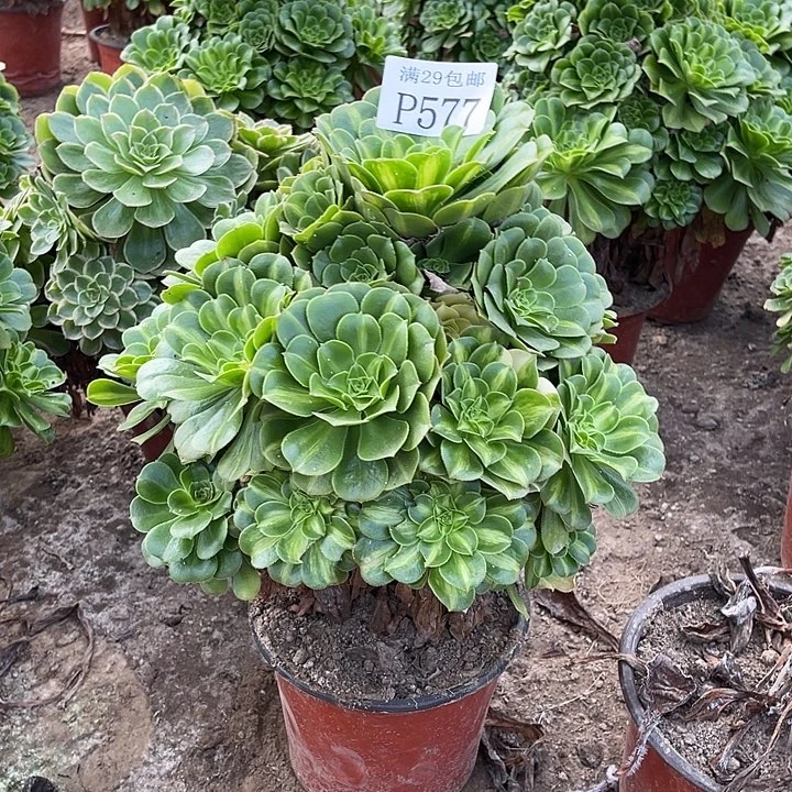 577五彩琉璃多肉植物