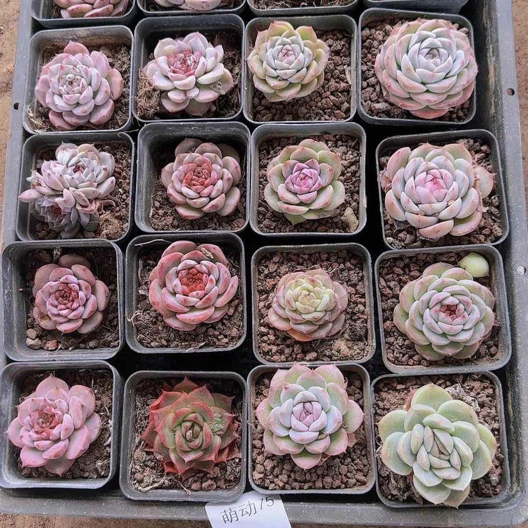 直播一物一拍多肉75