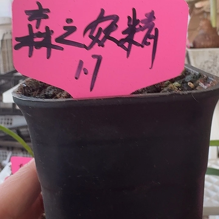 无花朵森之妖精直径1.7