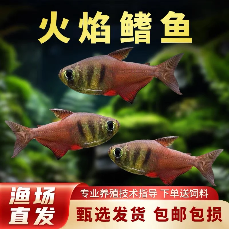 火焰鳍鱼热带鱼观赏鱼淡水鱼扯旗鱼南美小型鱼