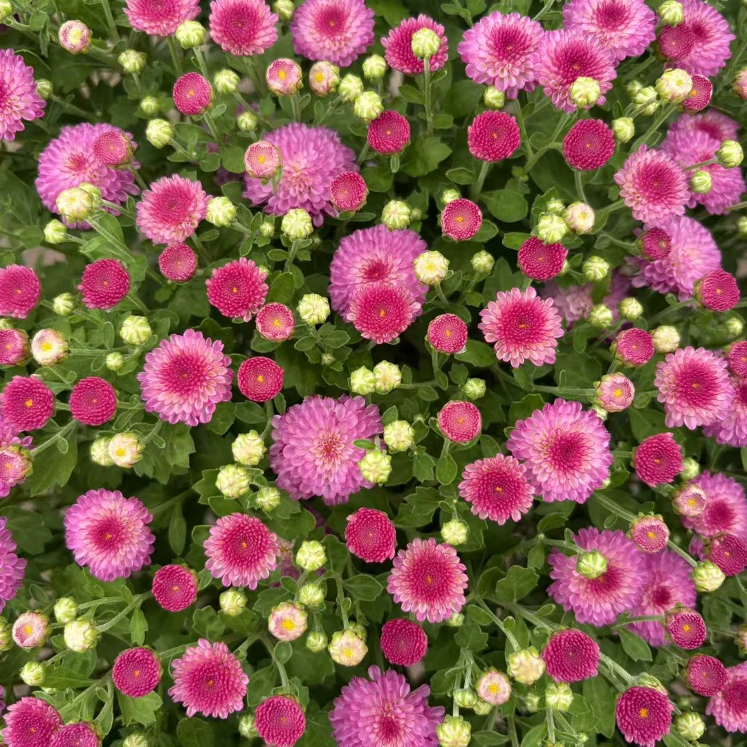 Q 猫眼草莓 千头菊 球菊 大盆大冠幅 多年生 四季开花 新手小白