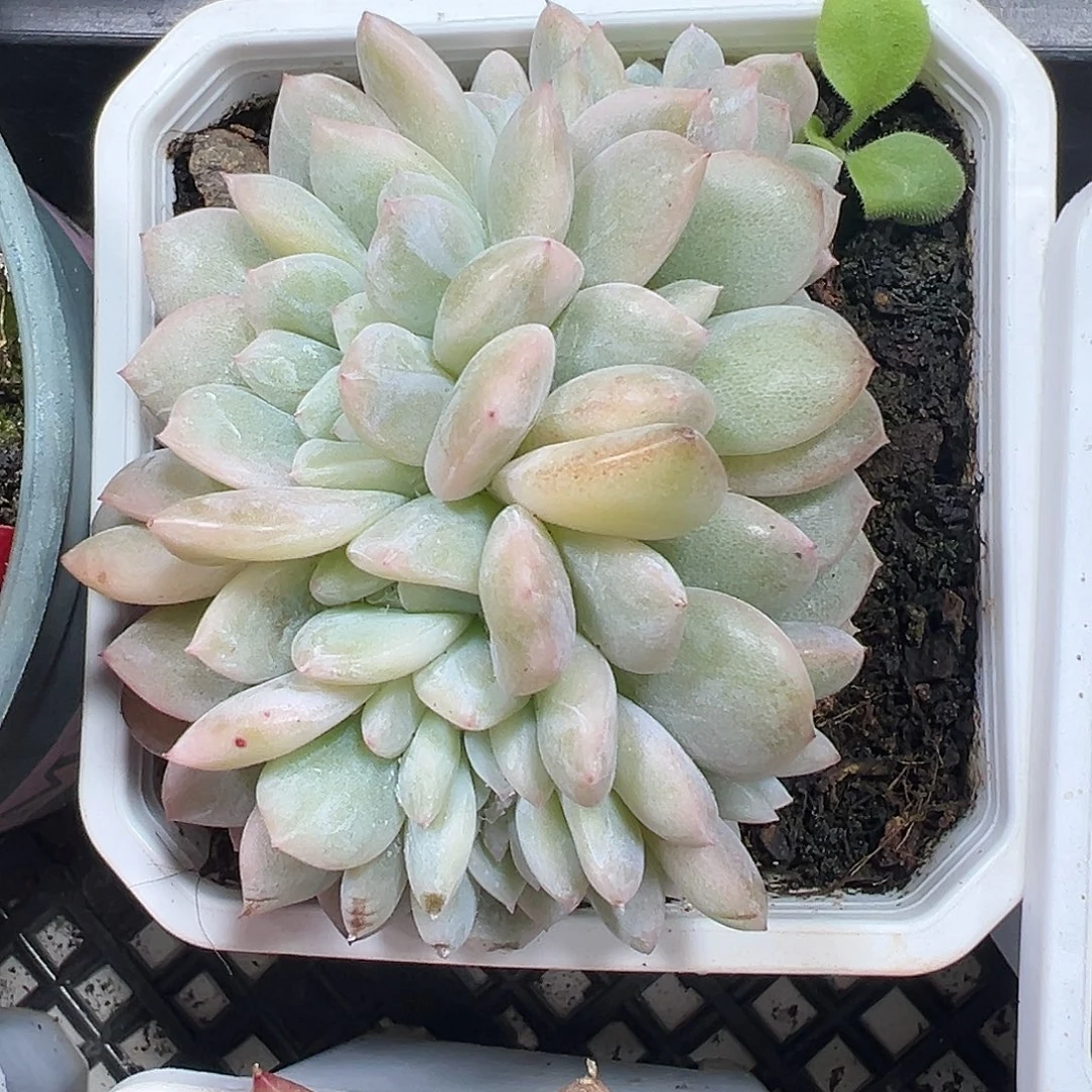 橙梦露锦缀多肉植物