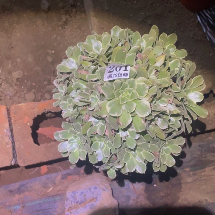 浣纱多肉植物多肉201