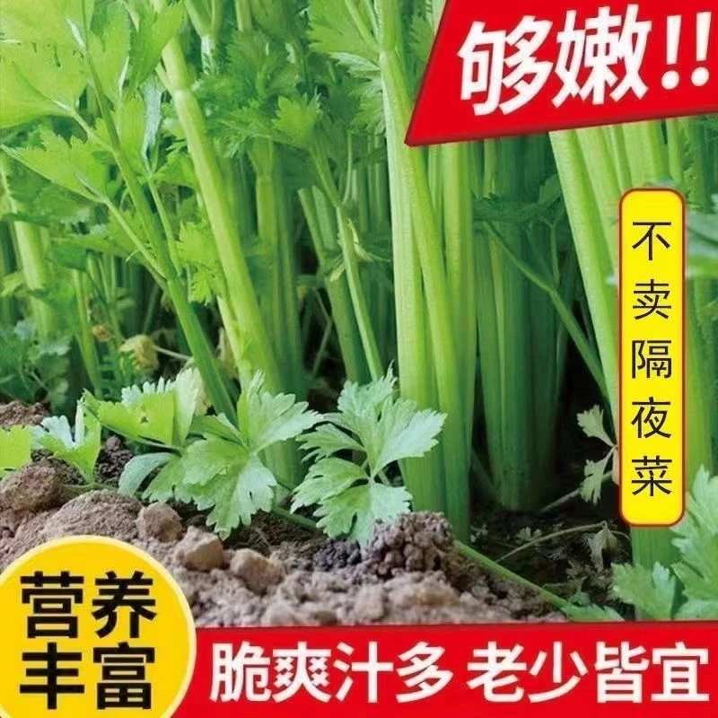【发五斤】新鲜芹菜现挖农家自种新鲜蔬菜本地带叶芹菜H