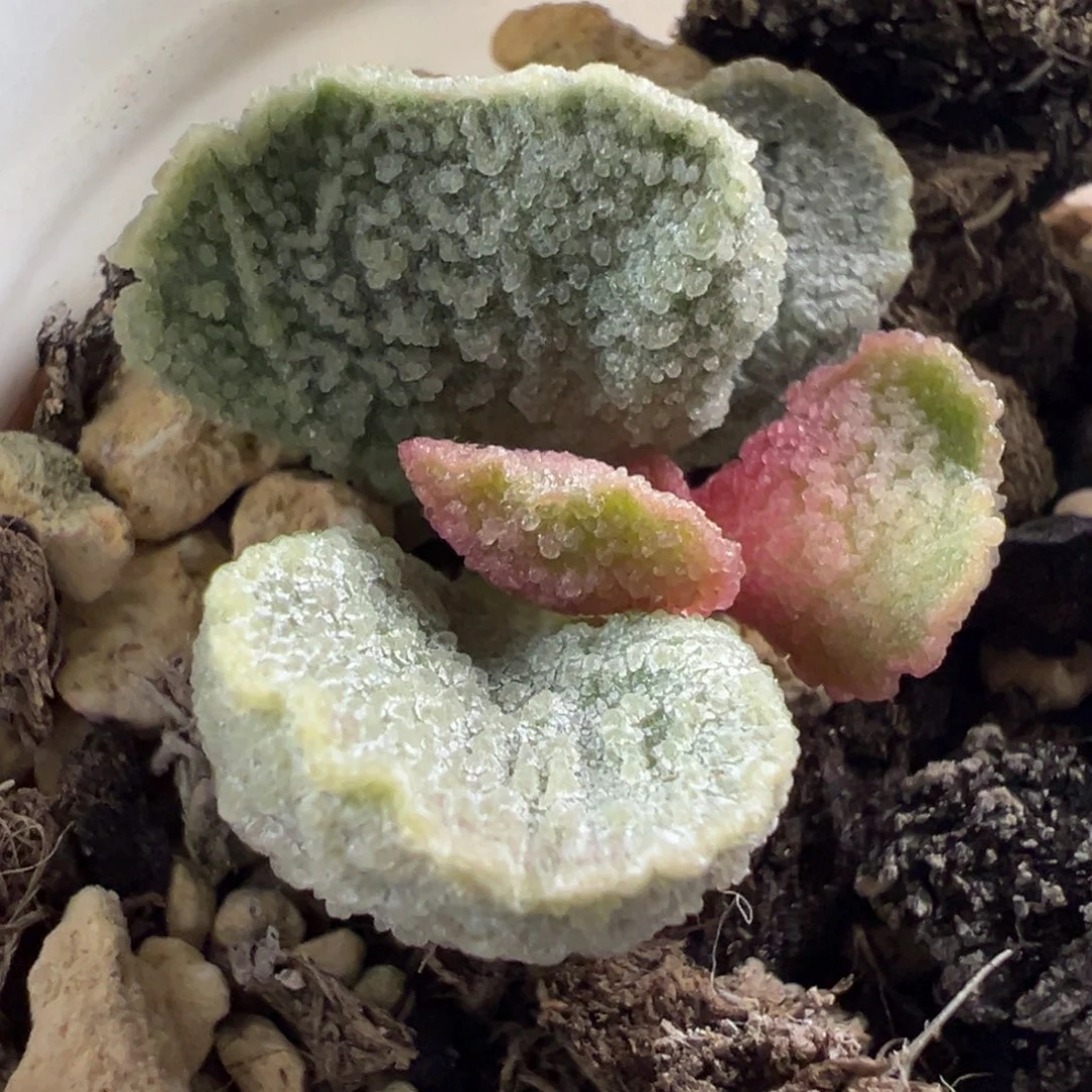 粉色蚌壳叶型新品多肉植物