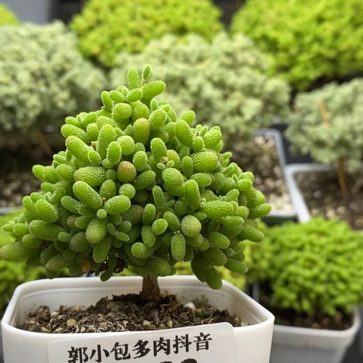 蜜橘糖球7183枝干番杏