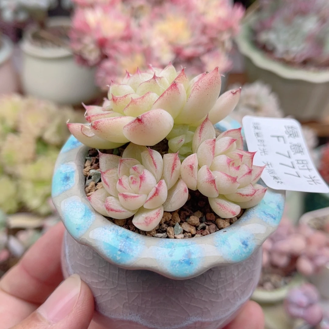 777 麦秆女王 带陶瓷盆发货 一物一拍