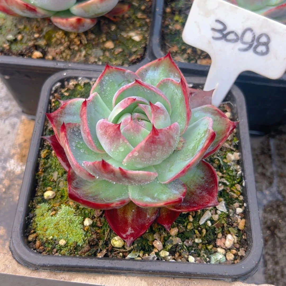 文***李惊鸿仙子一物一拍3098号