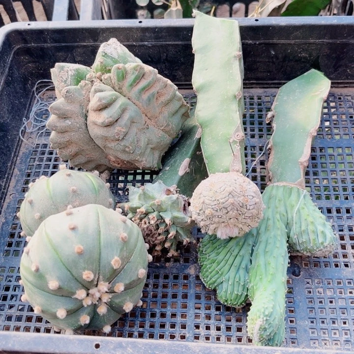 仙人球一筐嫁接开花29