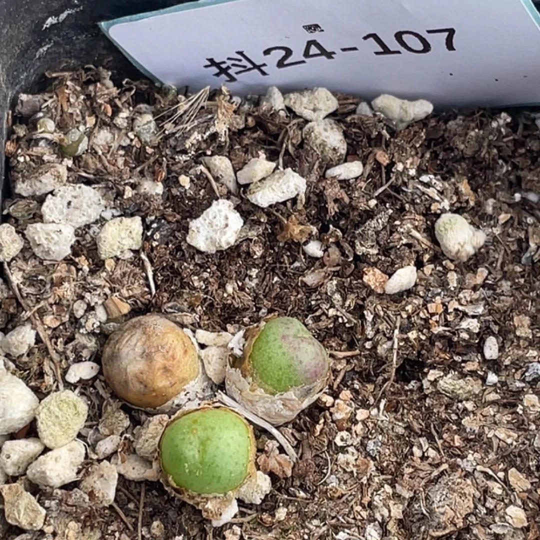 24-107皮姆多肉植物