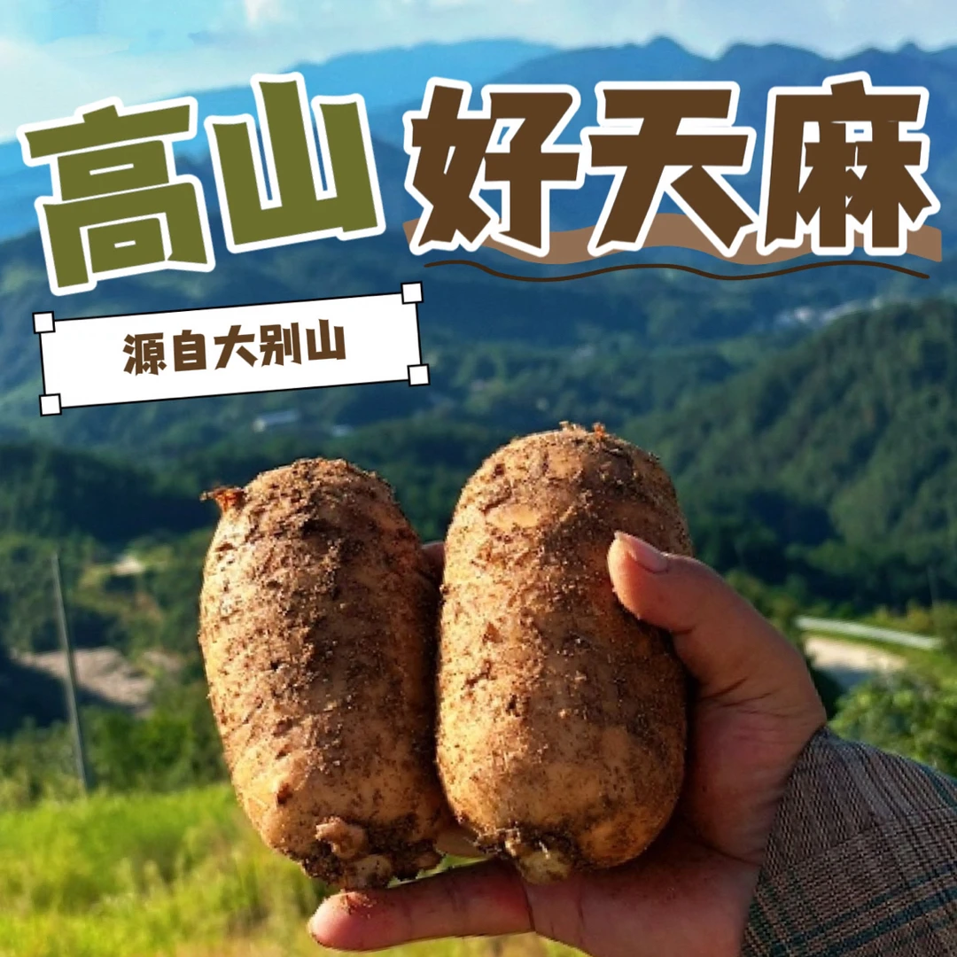 金寨大别山天麻新鲜采挖现挖现发原产地发货仿野生天麻大个麻王果