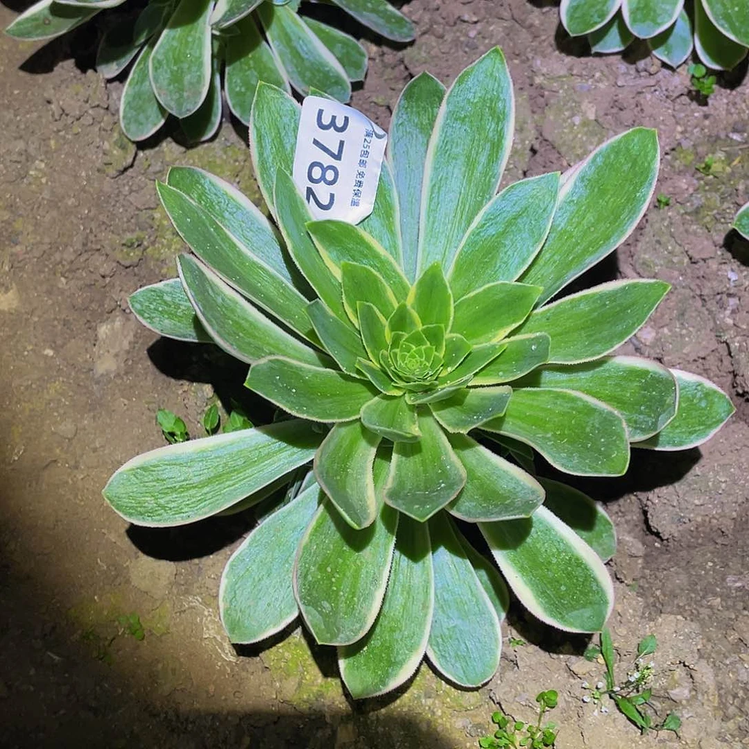 3782绿玫瑰多肉植物