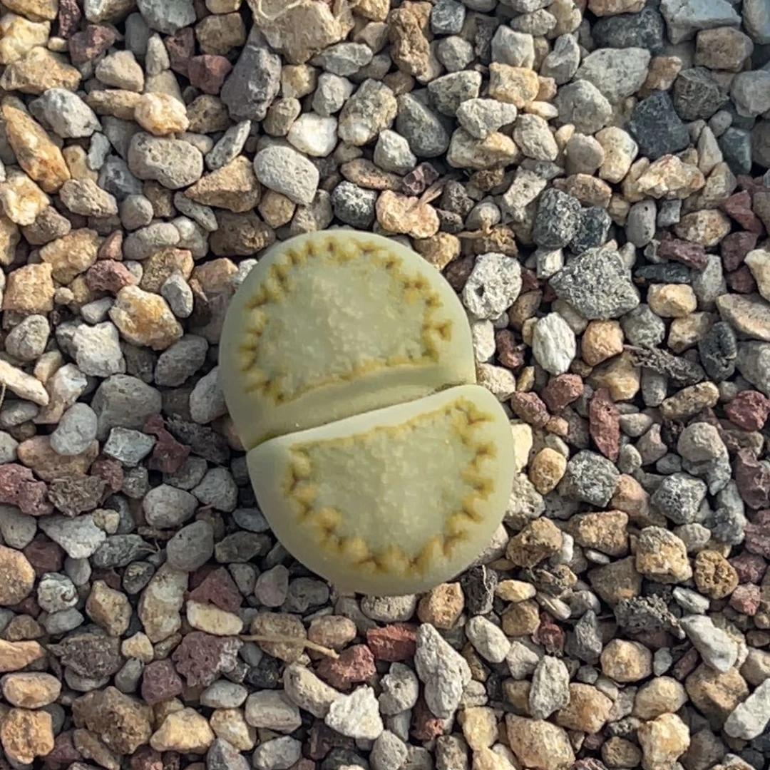 0118黄绿饼干一颗