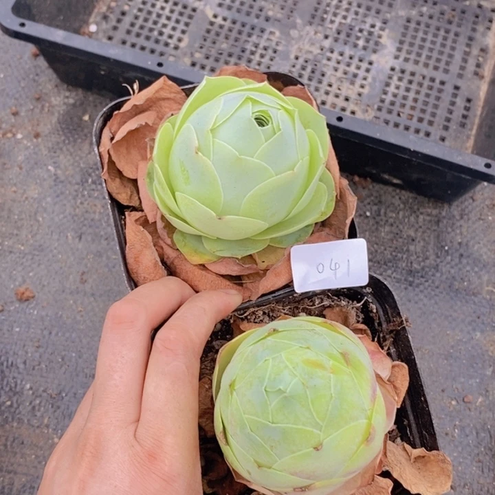 山地玫瑰大桃子2颗041