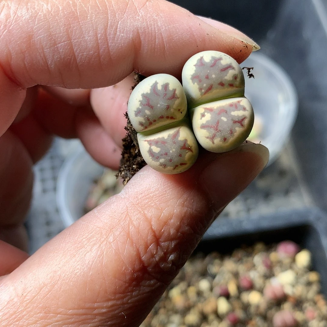 G129多肉植物保护