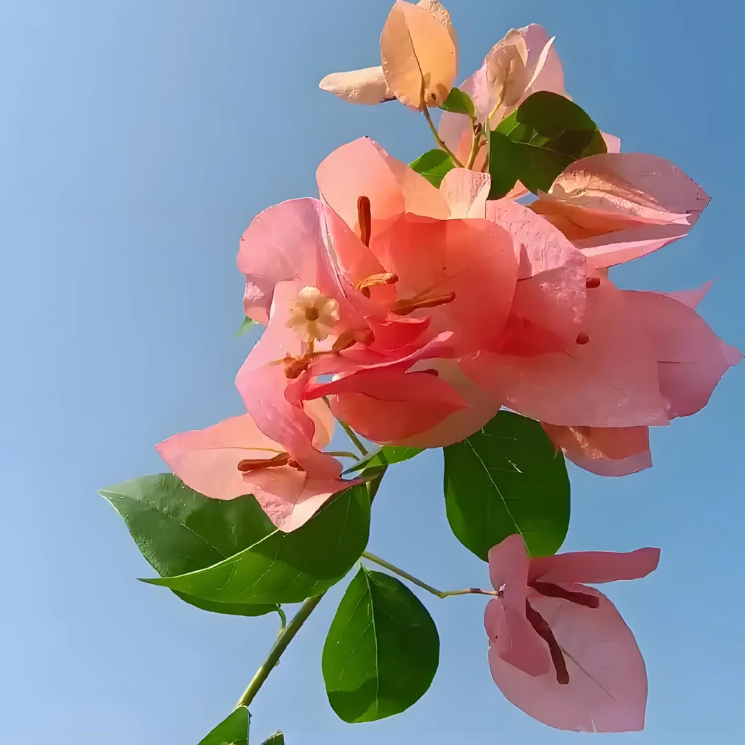 品种三角梅 链接