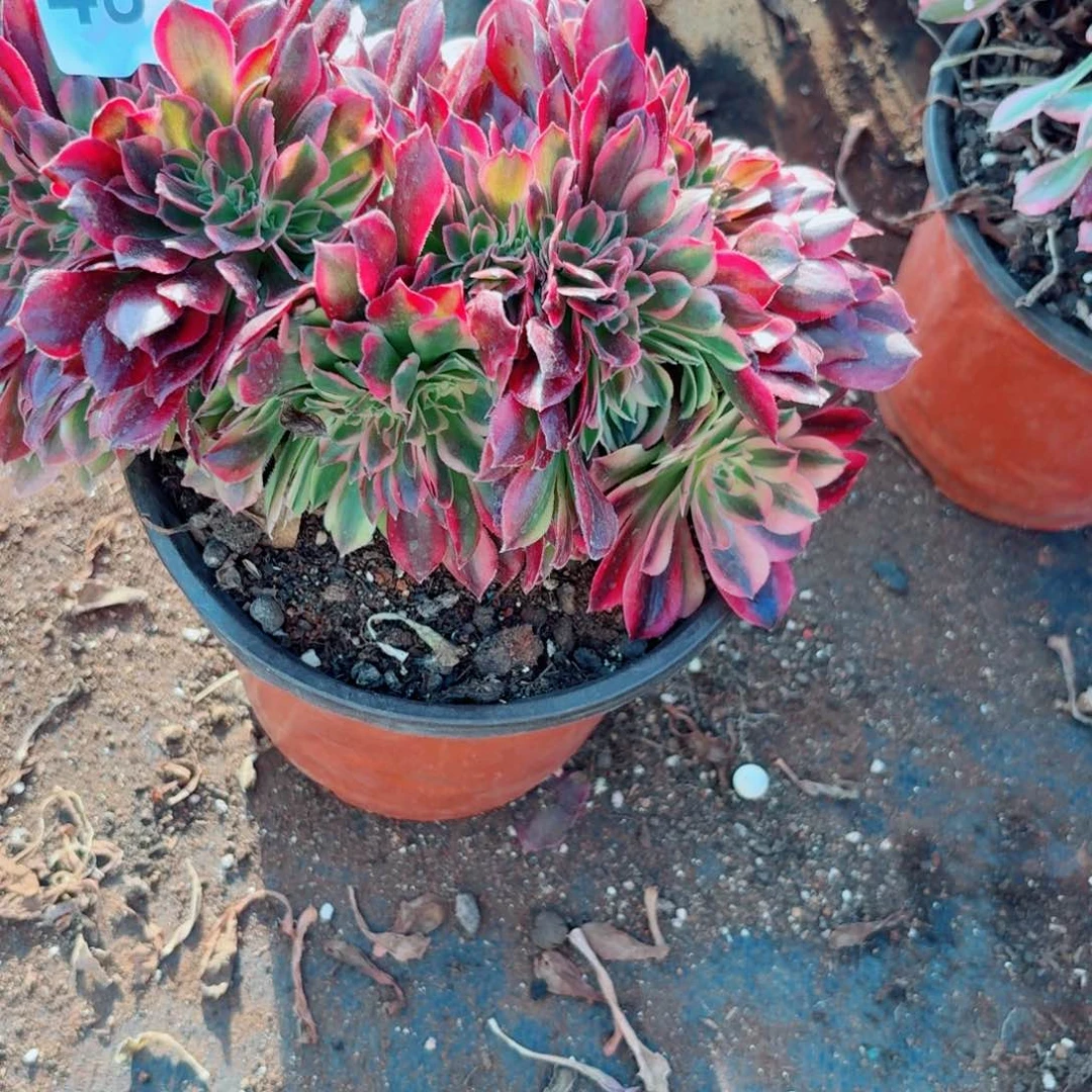嗯481 号法师多肉植物特价活动洛神