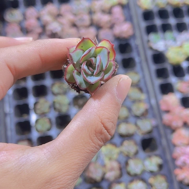 精品月光女神多肉植物