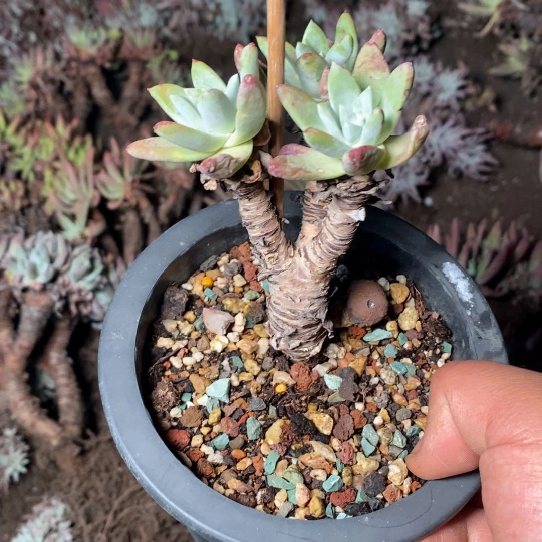 2055哈哈哈哈哈哈哈哈哈