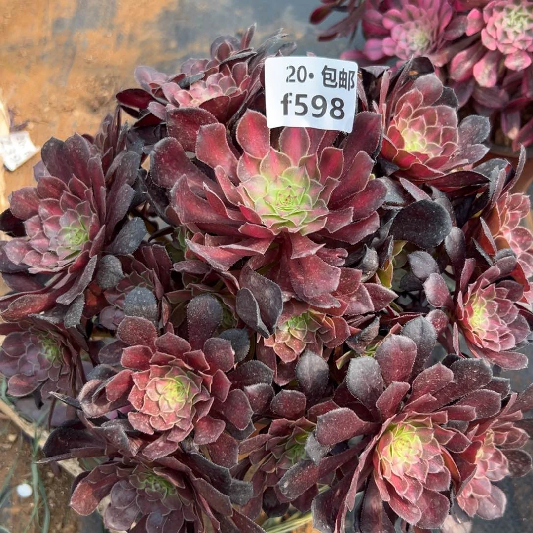 598月亮石满20包邮，