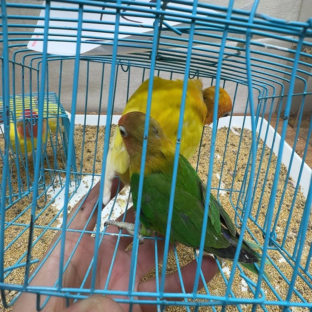 桃脸牡丹鹦鹉微瑕两只包活3天