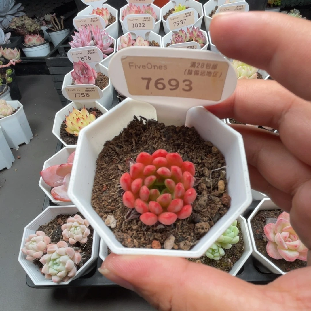 7693红宝石3.0厘米