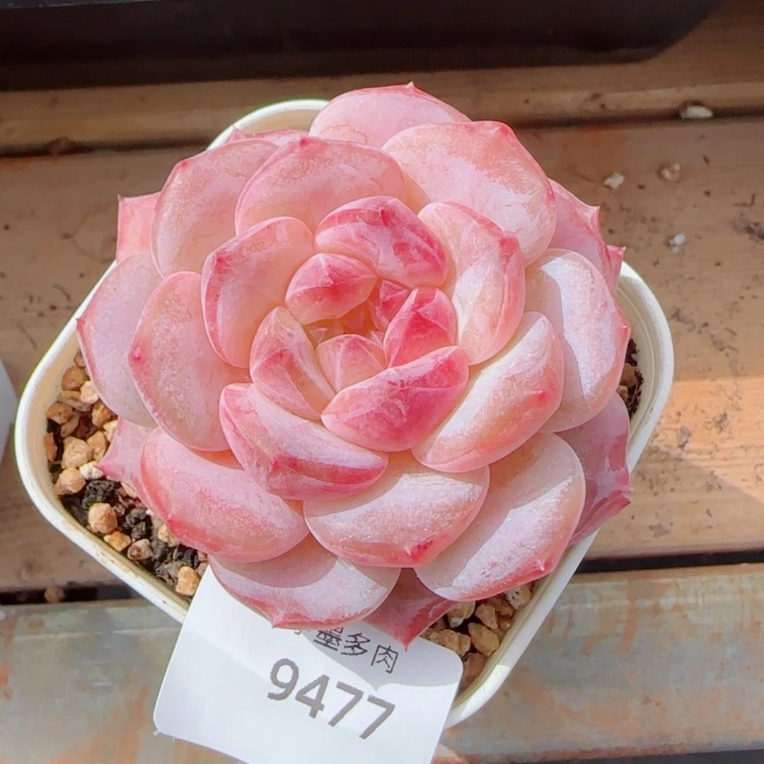 黛玉冰魄，9477多肉植物
