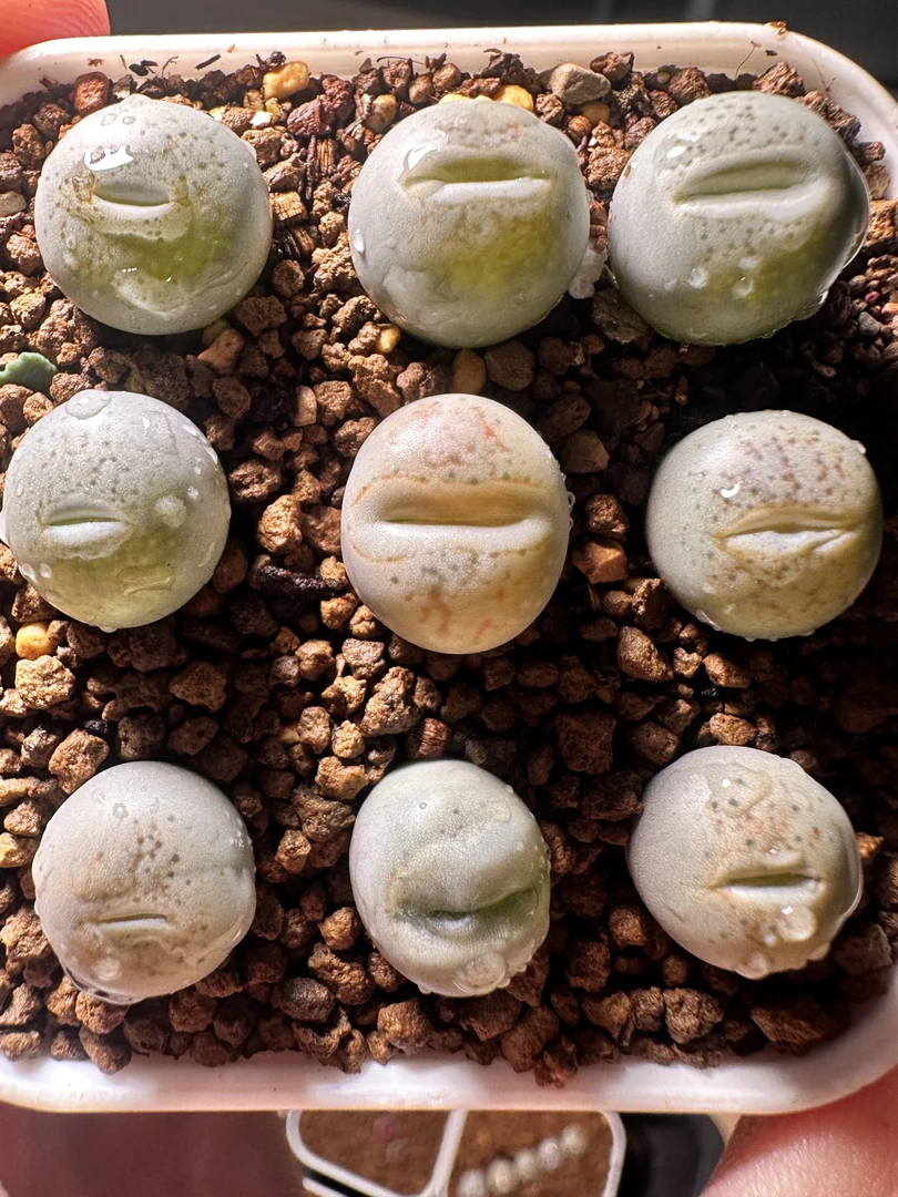 25疯狂的多肉石头丑鹅一颗