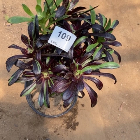 水墨丹青一物一拍