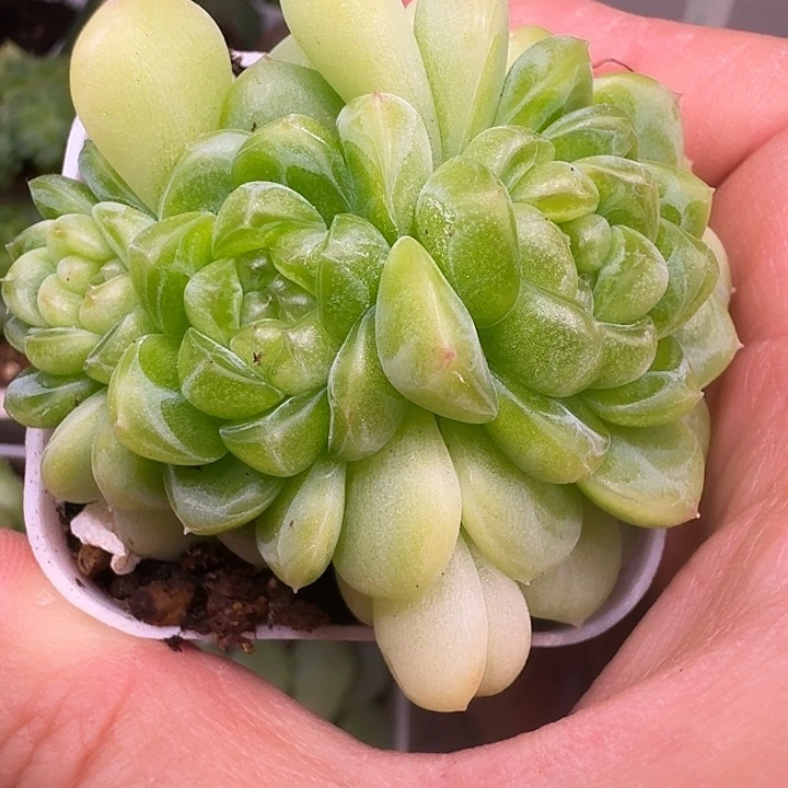 财富密码现金三头福利