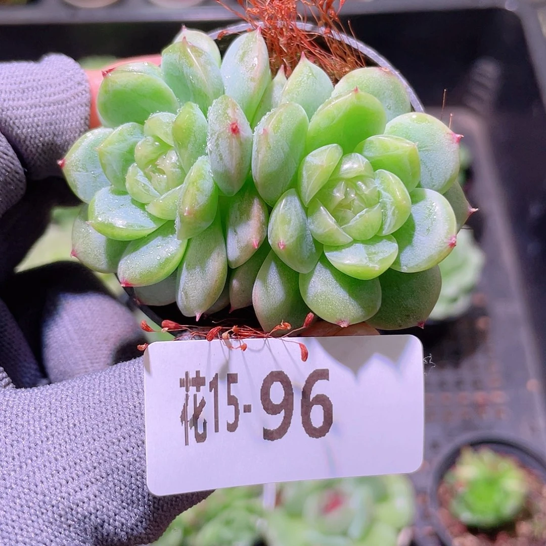 花利美15-96新品珍妮