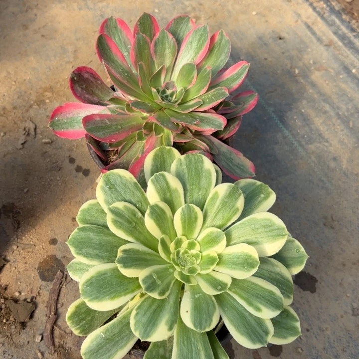 2颗妖月迈巴赫一圈头量拍多肉