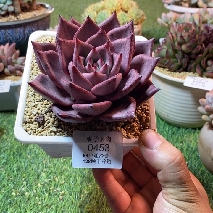 0453啊啊啊啊啊啊啊啊啊
