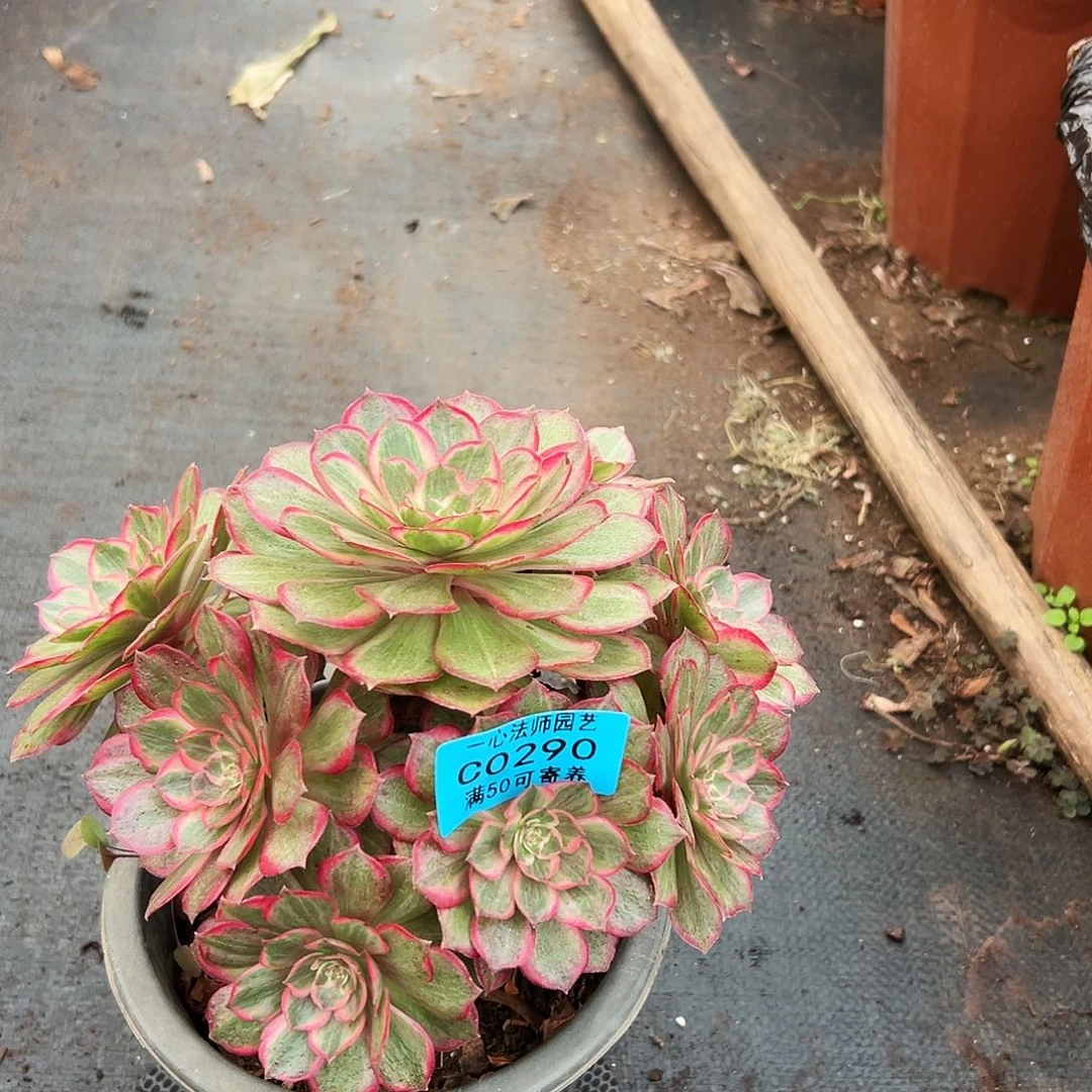 290多肉植物、莲花座老桩