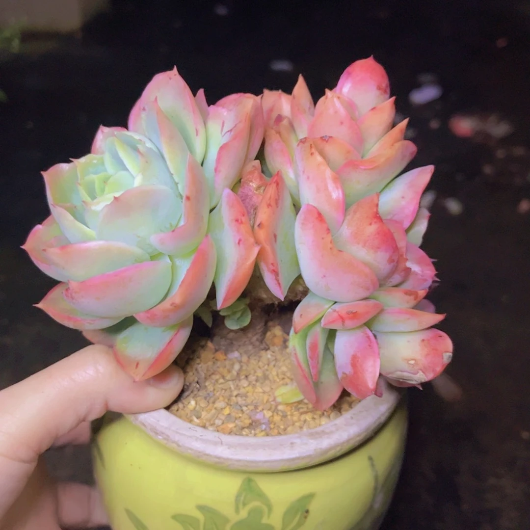 一颗花的传奇一生