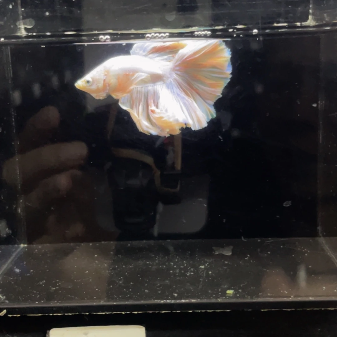 斗鱼哈哈哈啊哈哈哈458