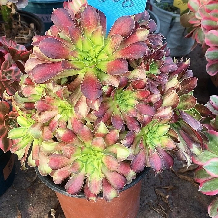 008 一颗韶华法师多肉