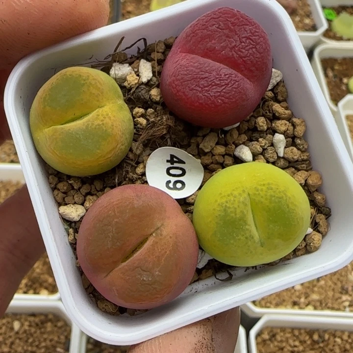 1.8+漂亮多肉脱土409