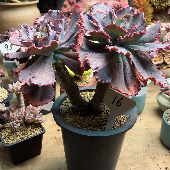 多肉植物，舞会红群16号