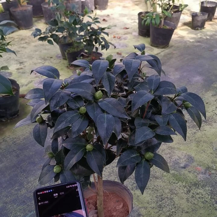 少量花朵（建议范围：2朵-5朵 或40%以下）志愿者