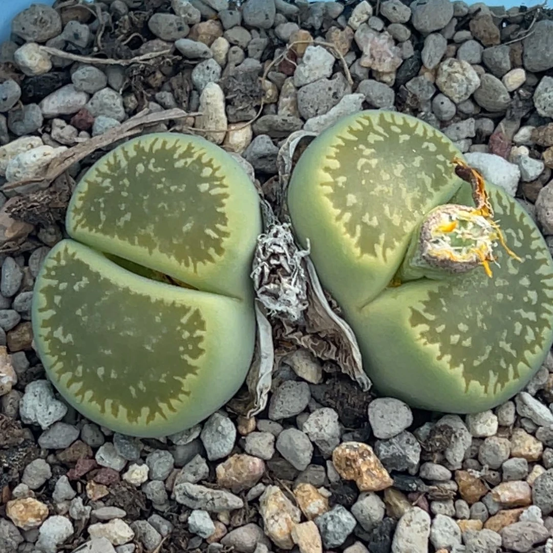6338双头绿光阳一颗