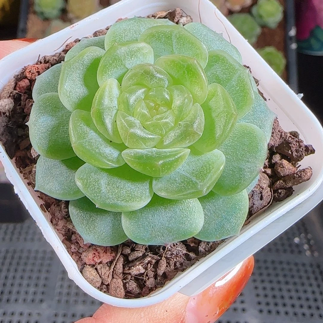 1028--408无尽灯一物一拍