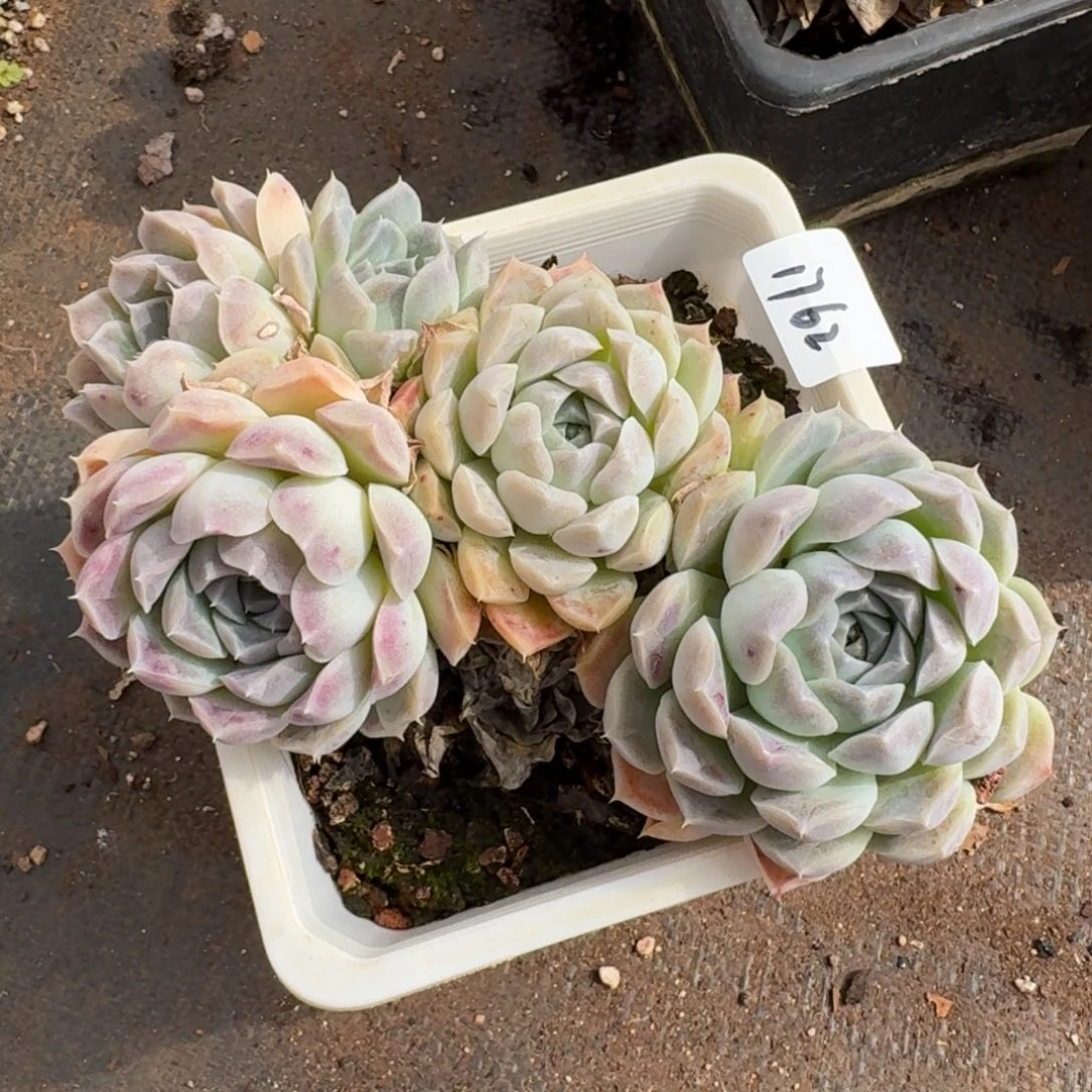 1762新年快乐发发发